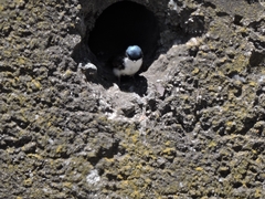 Pygochelidon cyanoleuca