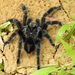 Grammostola - Photo (c) Marcelo Schmidt Roberti, some rights reserved (CC BY-NC), uploaded by Marcelo Schmidt Roberti