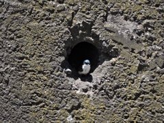Pygochelidon cyanoleuca