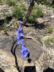Thelymitra ixioides ixioides