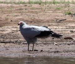 Polyboroides radiatus