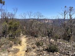 Thelymitra ixioides ixioides