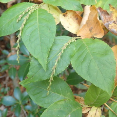 Clethra acuminata