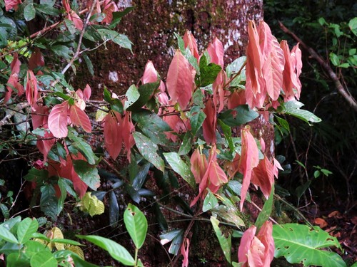 Arytera pauciflora observed 2015-01-27
