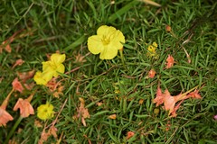 Oenothera toumeyi