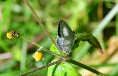 Celastrina echo gozora