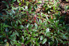 Arbutus occidentalis