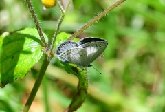 Celastrina echo gozora