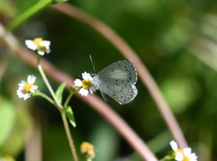 Celastrina echo gozora