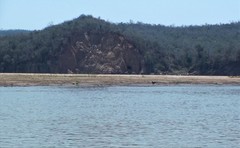 Polyboroides radiatus