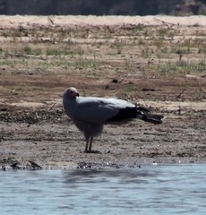 Polyboroides radiatus