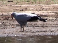 Polyboroides radiatus