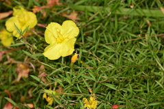 Oenothera toumeyi