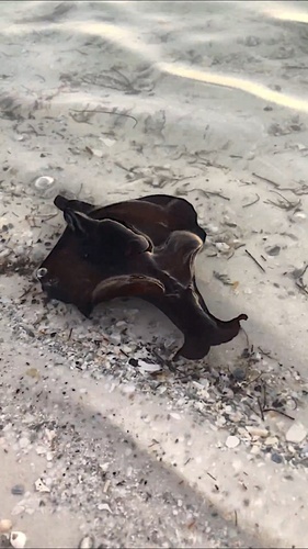 Atlantic Black Seahare