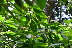 Cornus disciflora