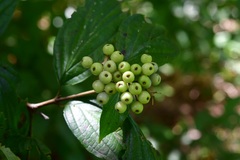 Cornus excelsa