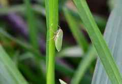 Draeculacephala minerva