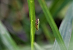 Draeculacephala minerva