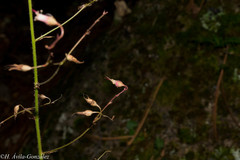 Heuchera mexicana mexicana