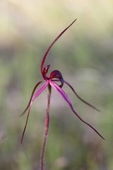 Caladenia clavescens