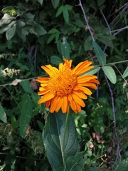 Lasianthaea macrocephala