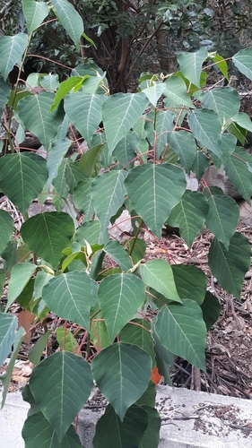 Homalanthus populifolius observed 2020-10-26