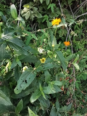 Lasianthaea macrocephala