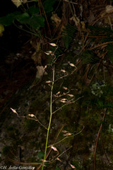 Heuchera mexicana mexicana
