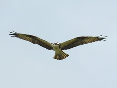 Pandion haliaetus