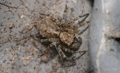 Saitis variegatus
