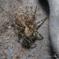 Saitis variegatus