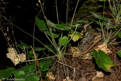Heuchera mexicana mexicana