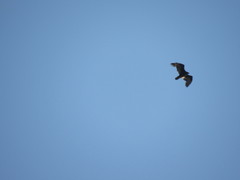 Cathartes aura