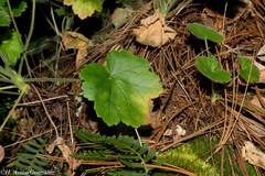 Heuchera mexicana mexicana