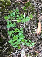 Xanthosia dissecta