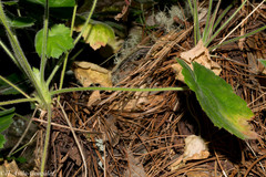 Heuchera mexicana mexicana