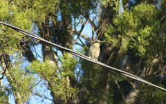 Gavicalis fasciogularis