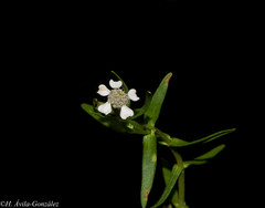 Trichocoryne connata