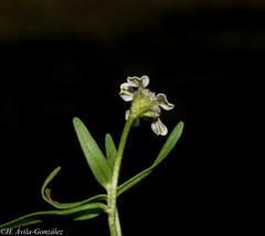 Trichocoryne connata