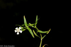 Trichocoryne connata