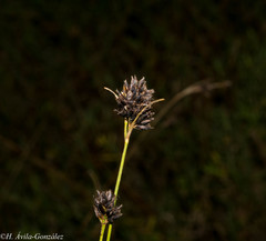 Rhynchospora kunthii