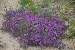 Astragalus sericoleucus