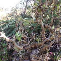 Sedum frutescens