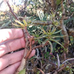 Sedum frutescens
