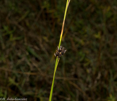 Rhynchospora kunthii