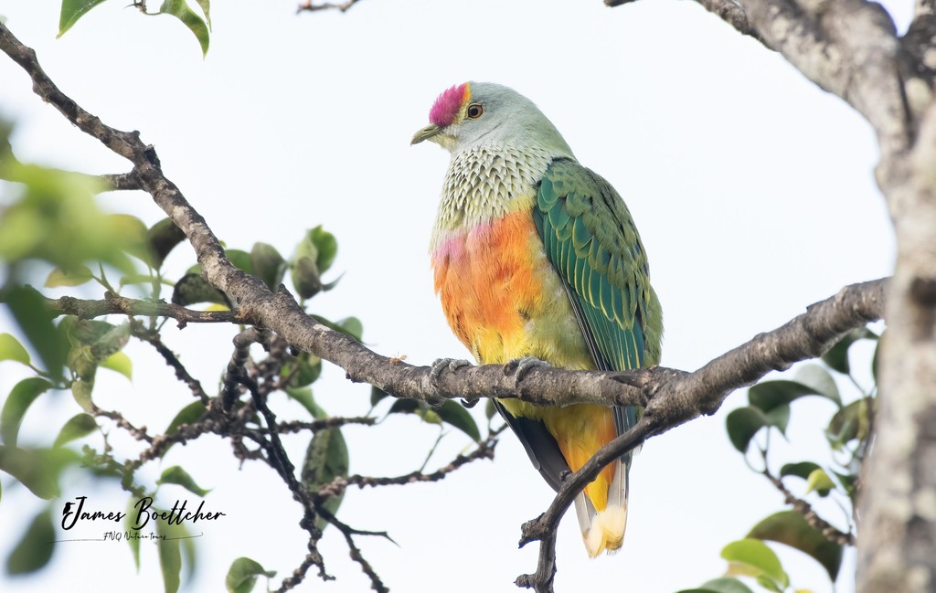 Rose-crowned Fruit-Dove (Ptilinopus regina) photo