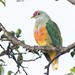 Rose-crowned Fruit-Dove - Photo (c) James Boettcher FNQ Nature Tours, some rights reserved (CC BY-NC), uploaded by James Boettcher FNQ Nature Tours