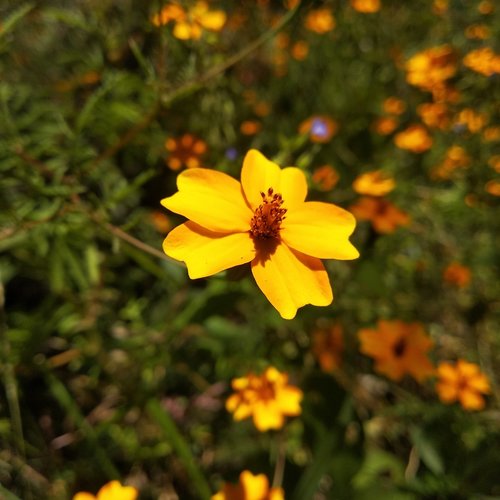 Tagetes tenuifolia iNat (3)