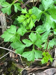 Xanthosia dissecta