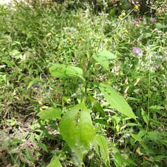 Trigonospermum annuum